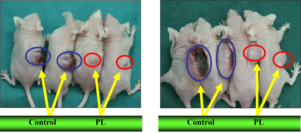 Inhibitation of HM7 tumor cells growth by PL(500㎍ml,200ul S.C injecton)