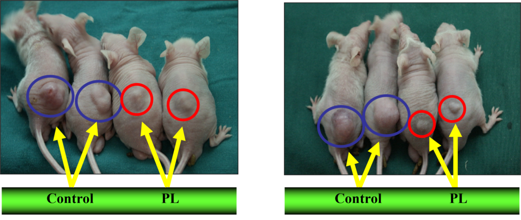 Inhibitation of SW480R tumor cells growth by PL(500㎍ml,200ul S.C injecton)