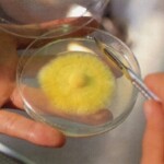 メシマコブ菌糸体PL2・PL5（メシマ）
