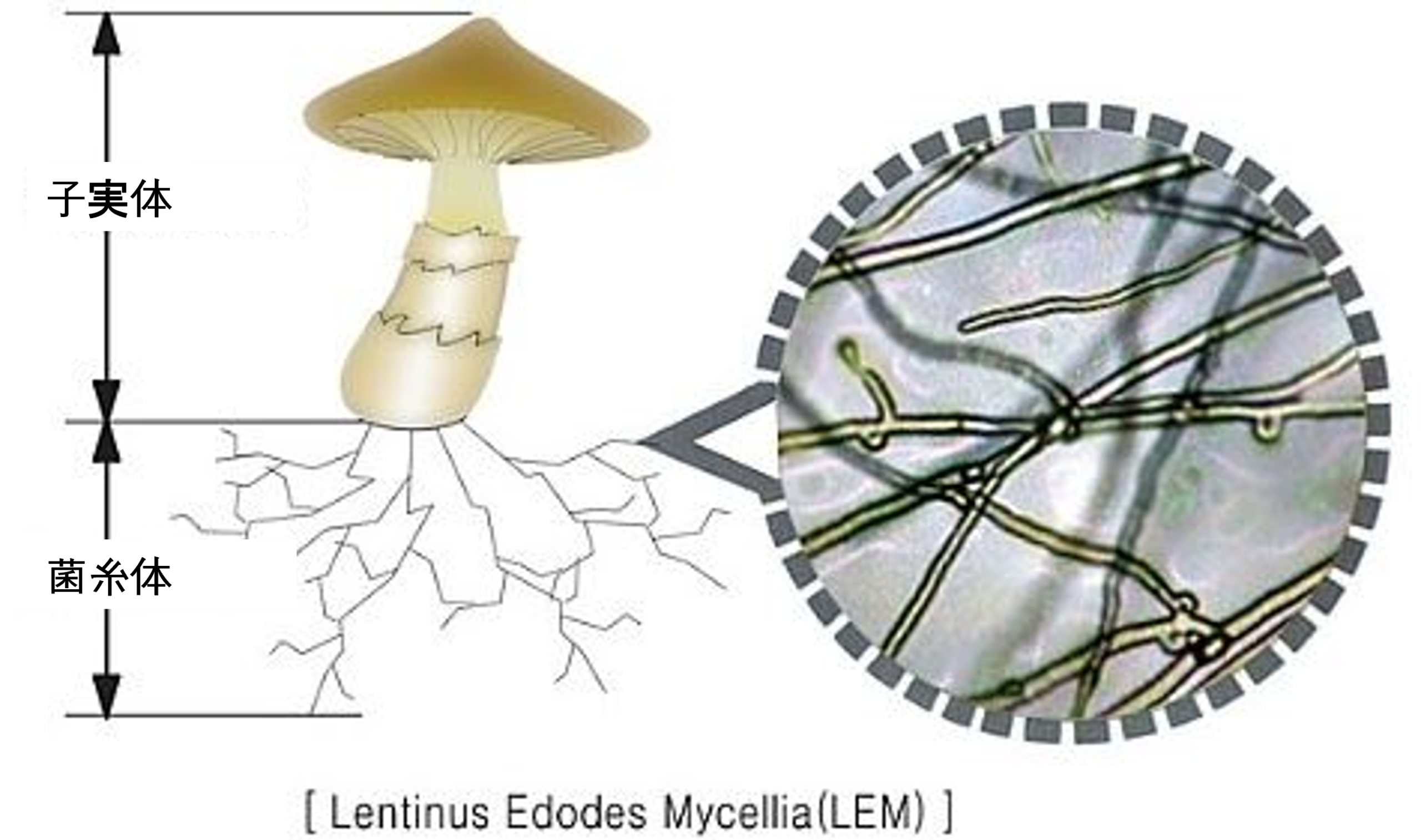 子実体と菌糸体