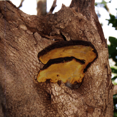 自生するメシマコブ