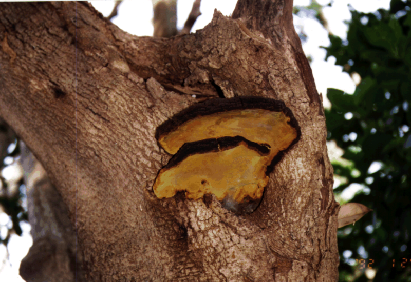 自生するメシマコブ