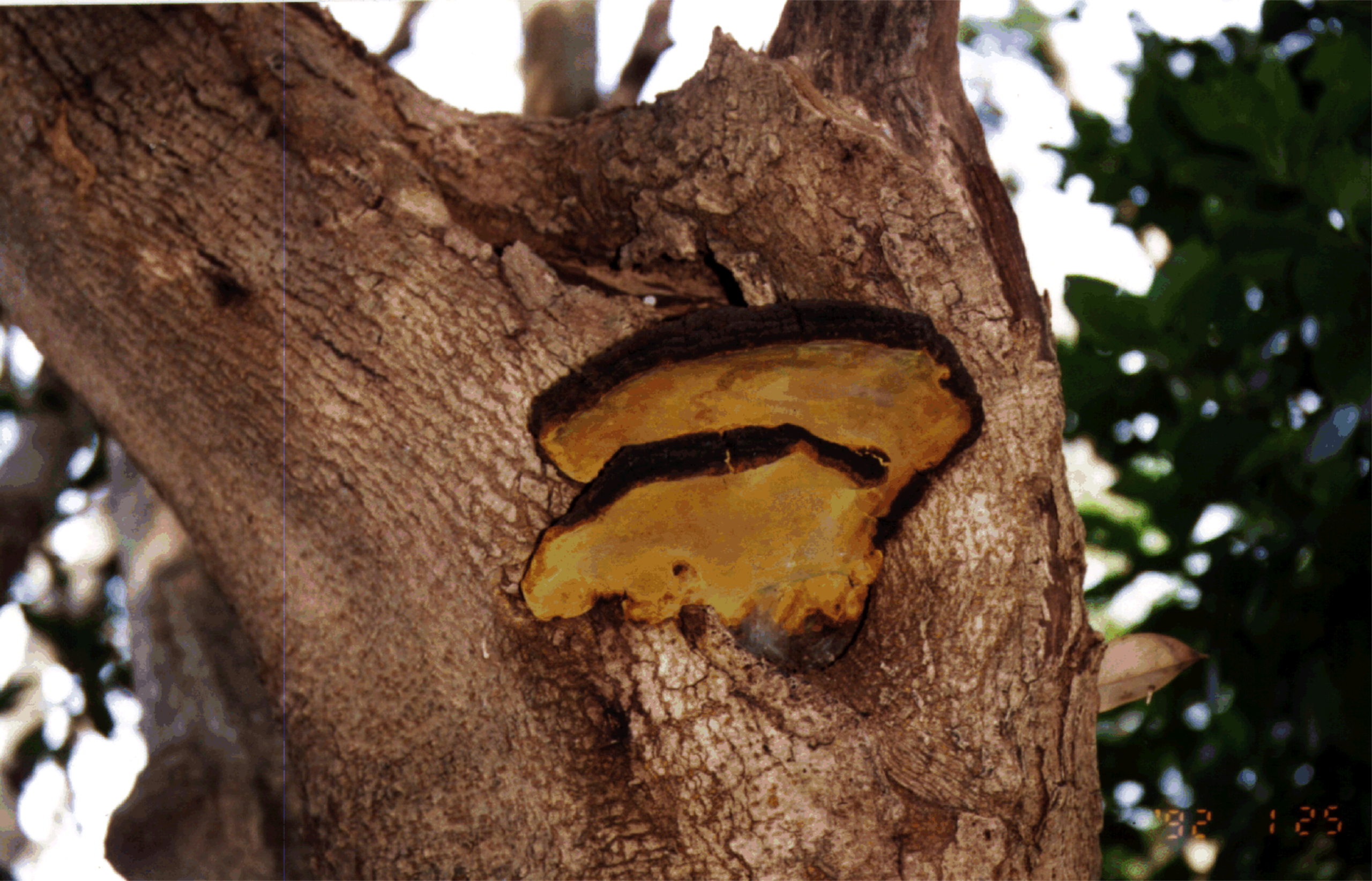 自生するメシマコブ
