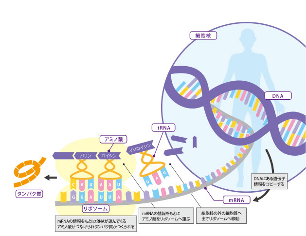 DNA_RNAの働き